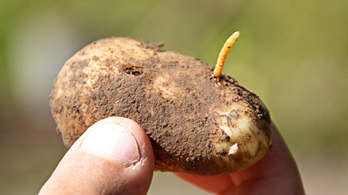 Rothamsted Research needs the help of farmers and growers