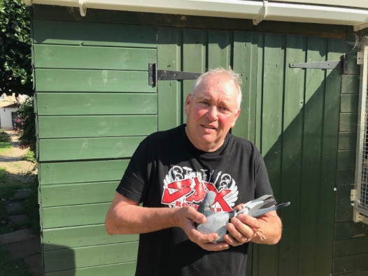 Racing pigeon reunited with owner after 4,000 mile detour to Alabama