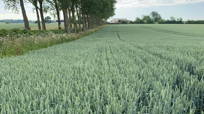 Nelson June Bedfordhsire