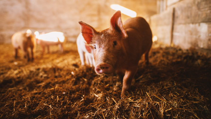 Government announces a UK-wide review of the pig supply chain Close-up,Of,A,Pig,Playing,In,A,Pigsty.,Group,Of
