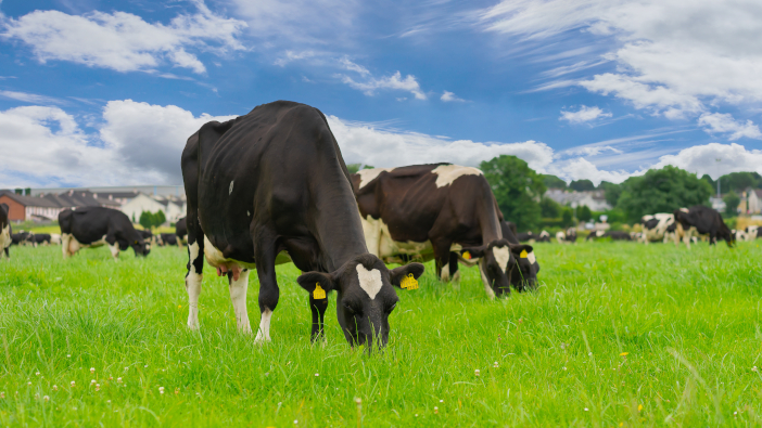 Friesian,Cows,Grazing,In,A,Field.