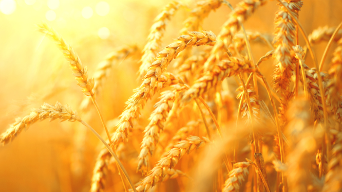 Results of on-farm wheat trials released by Bofin Wheat,Field.,Ears,Of,Golden,Wheat,Close,Up.,Beautiful,Nature