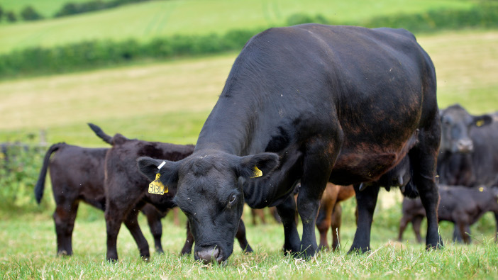 AUSTRALIAN LOWLINE WESSEX CATTLE