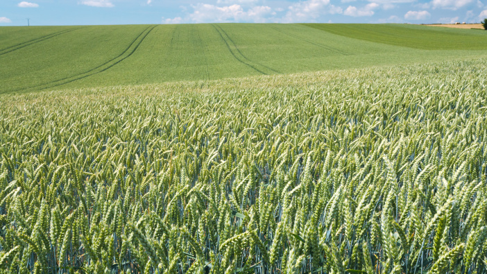 Utrisha N biostimulant approved for organic use summer country wheat field in France