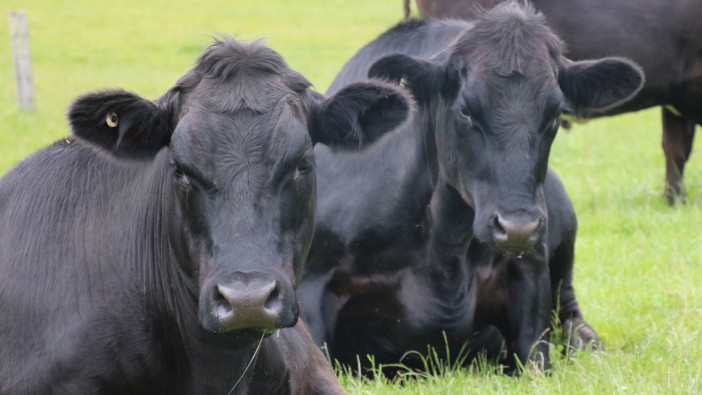 Beef supplement results in liveweight gains Beef 2