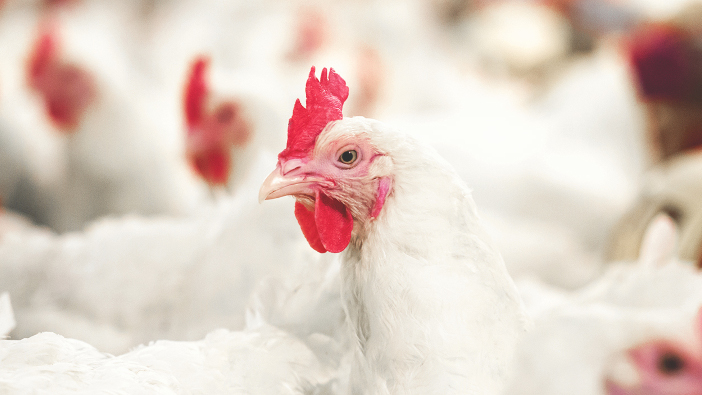 SPRG research demonstrates the effectiveness of Orego-Stim Broiler Chicken