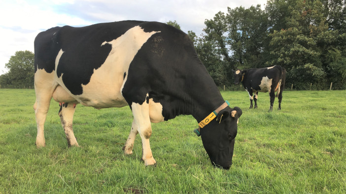 Rain is welcome, but August grass growth could impact milk fat IMG_7152a Cows grazing short covers - August regrowth