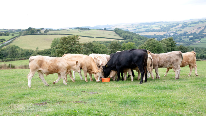 Farmers should counter grass shortage with proven nutrition Rumenco drought cattle @300