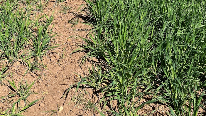 Seed size matters according to results from latest NAAC trials naac seed size