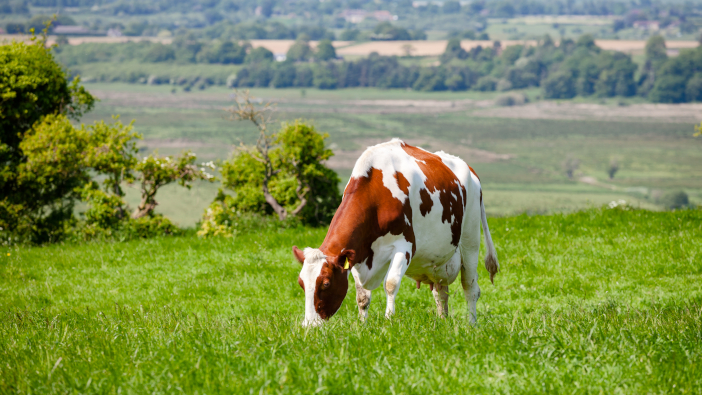 Holstein,Friesian,Dairy,Cattle,At,Pasture,On,The,South,Downs