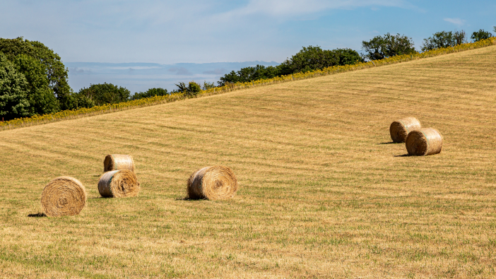Climate change could drastically reduce spring hay levels Hay,Bales,In,The,Sussex,Countryside,On,A,Sunny,Summer's