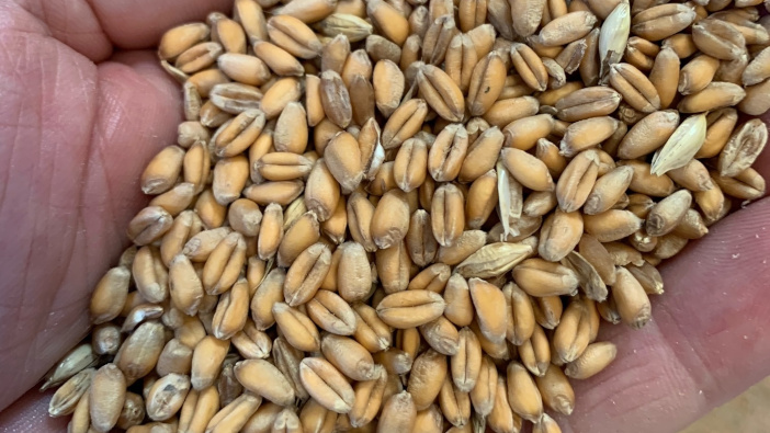Wheat blends pay dividends for organic farm
