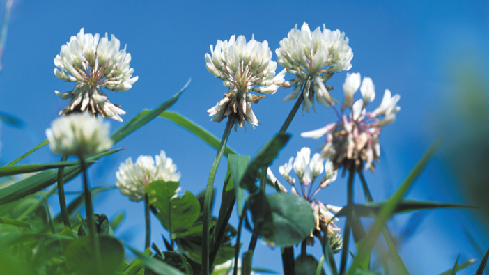 Don’t be overoptimistic with clover