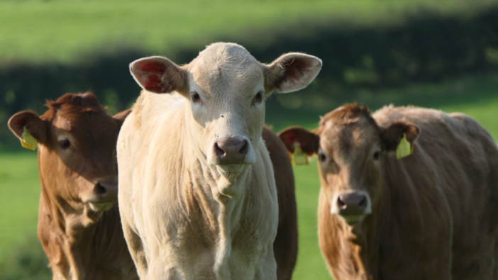 Müller confirms farm gate prices of 48ppl Cattle,Cows,And,Calves,Eating,Grass,In,A,Field,At