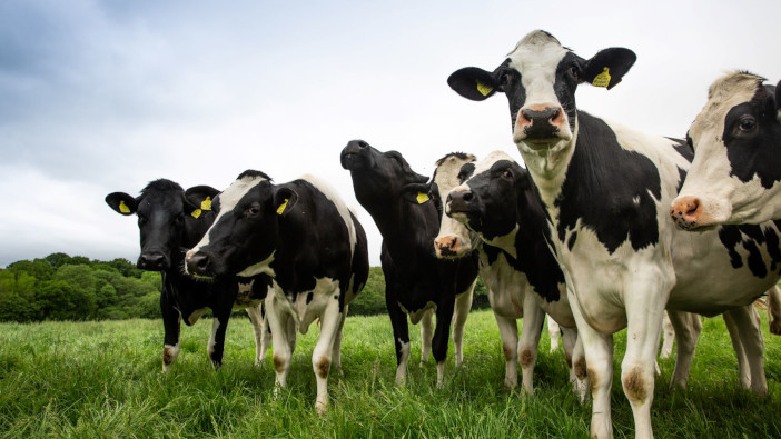 Animal health and happiness as important as produce price for farmers