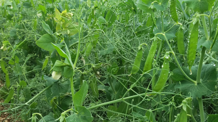 New pulse breeding collaboration announced