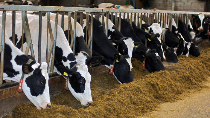 Balancing rations to make the most of forage