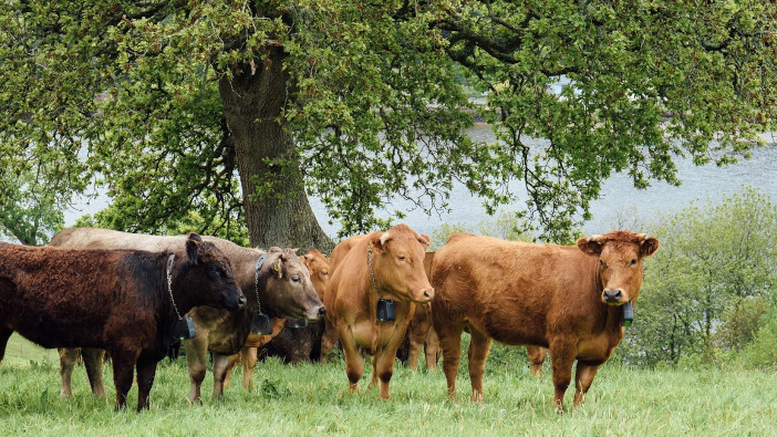 Nofence virtual technology to be exhibited at AgriScot