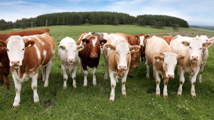 BovINE: “Beef farmers are willing agents of change to drive sustainability”