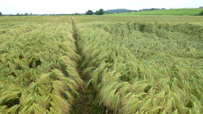 Life Scientific urges farmers to plan PGR programmes to tackle lodging risk