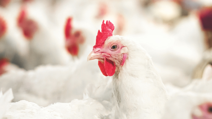 New research shows effective prevention against necrotic enteritis