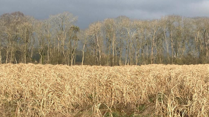 Terravesta hosting a February farm walk to showcase Miscanthus