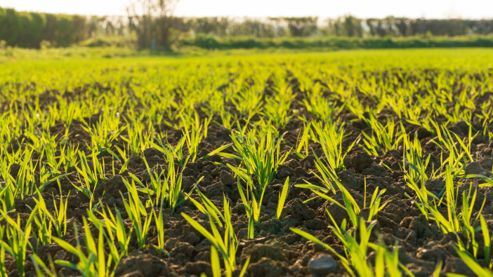 Guidance released on safe use of AMM
