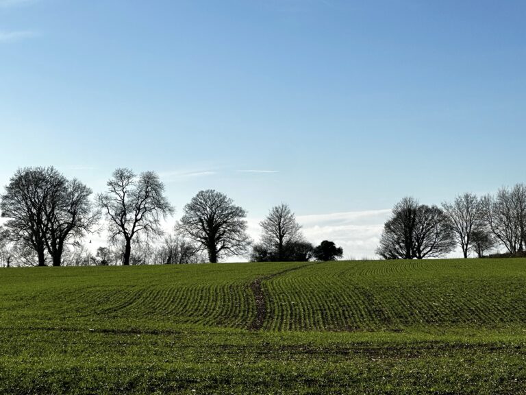 Early weeding options for cereal growers