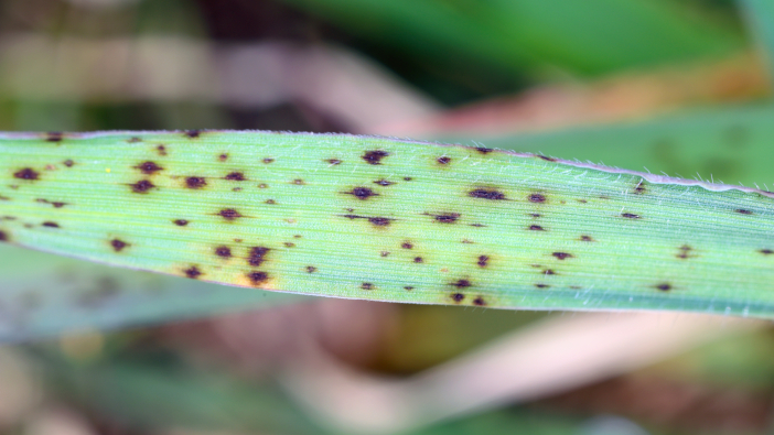 New rapid test for barley diseases to launch in March