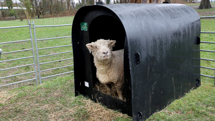 Loan a Lamb scheme returns to schools in Surrey and Sussex