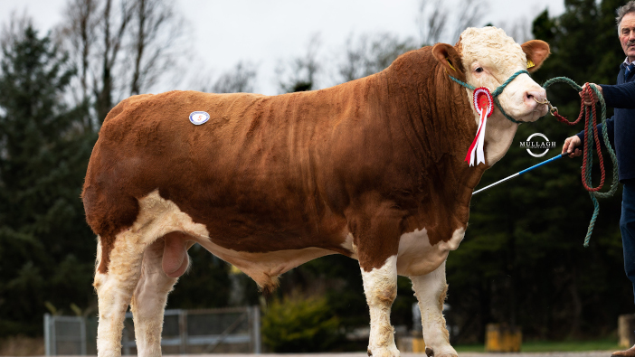 Drumlone Malcom tops Dungannon Simmental Sale