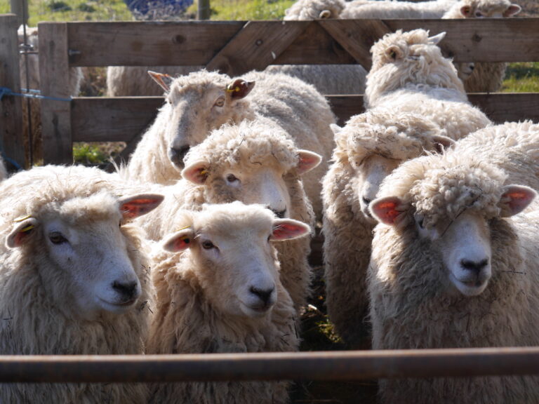 Spring lambing event returns to Hampshire farm shop