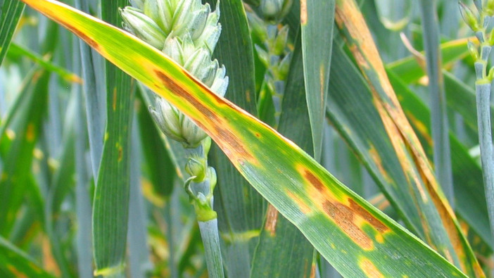 Farmacy warn of Septoria pressure ahead of T1
