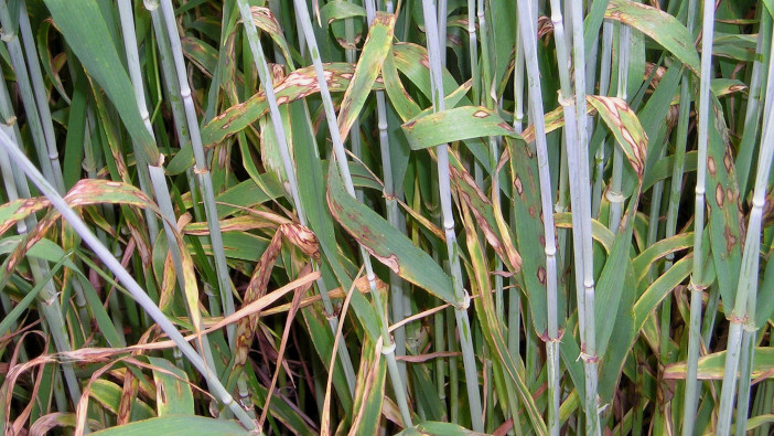 T2 applications are more important than ever for barley