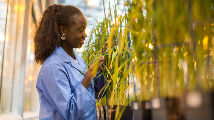 Aberystwyth IBERS receives £9.8m for crop research