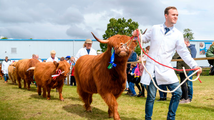 Record number of livestock entries at the Royal Highland Show