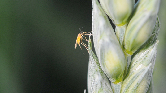 Warnings to not ignore lemon blossom midge this season