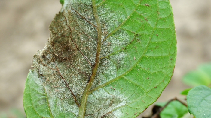 Hutchinsons offers top tips for blight control