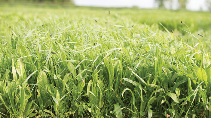 Barenbrug on display at Groundswell 2023 Barenbrug are returning to Groundswell