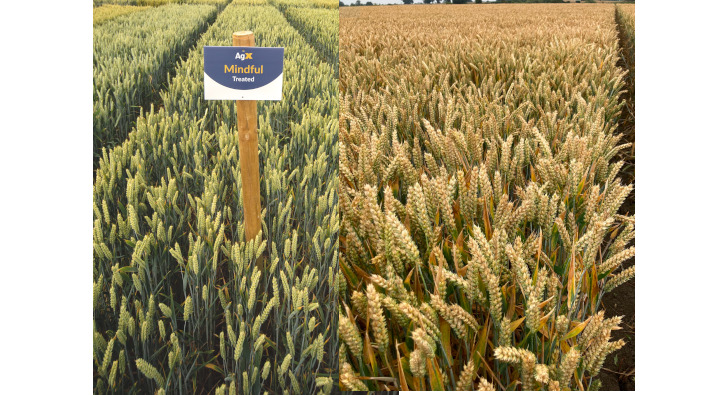 Agrovista launches new winter wheat and supports charity with the proceeds