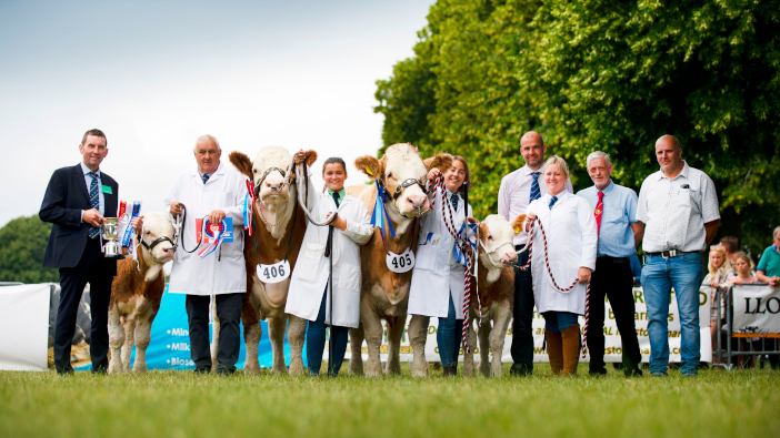 Spectacular Simmental showcase at the 2023 English National Show