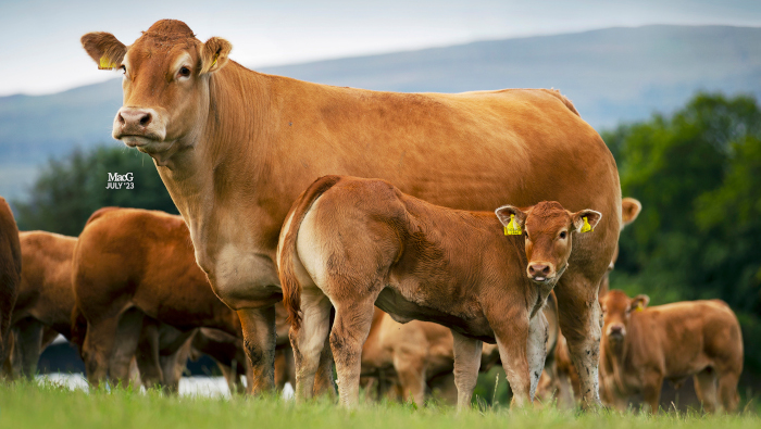 Spittalton Limousin reduction sale success Spittalton