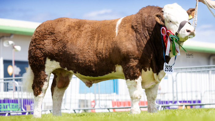 Private sale marks the second highest price paid for Simmental bull