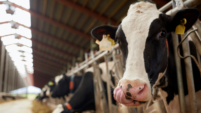 New NFU survey shows dairy farming under threat