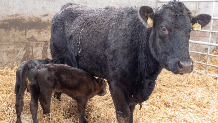 Benefits of early pregnancy diagnosis