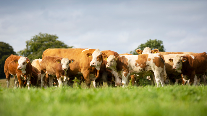 Registrations and sales of British Simmental increase again