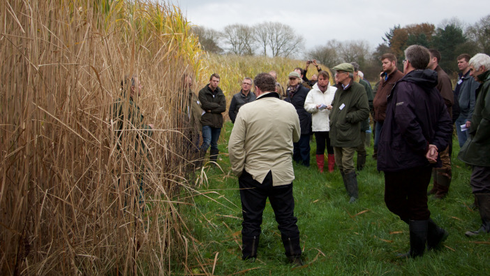 Miscanthus farm walk to discuss future proofing