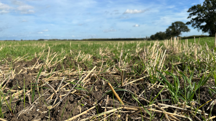 Patience urged as good weed control is expected from stale seedbeds