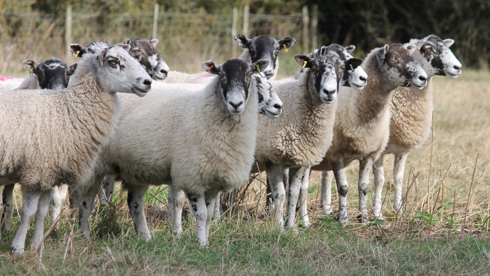 Farmers Urged Be Vigilant For New Bluetongue Strain Farm Contractor