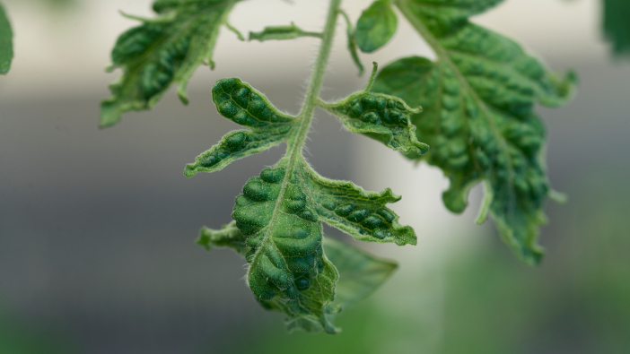 New Engima projects to look at horticulture and vertical farming